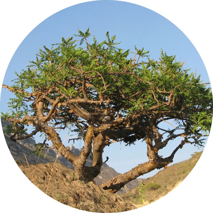 árbol de boswellia